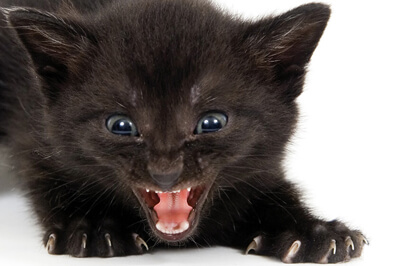 Folienkaschierung kratzfest matt