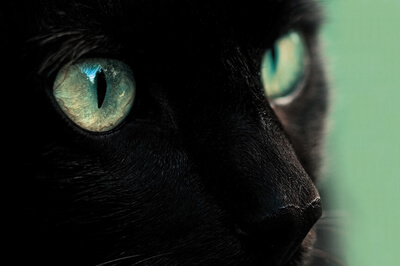 Glänzende Folienkaschierung