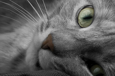 Folienkaschierung matt